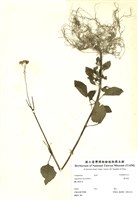 藏品(霍香薊)的圖片